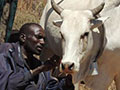 pastoralists fit GPS collar on cow
